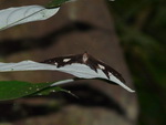 Elefantentrekking in Pang Nga Tonprai Wasserfall Naturpfad Schmetterling (TH).